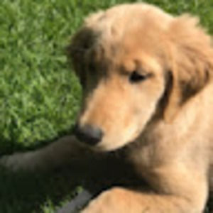 Meet your Posher, Eli